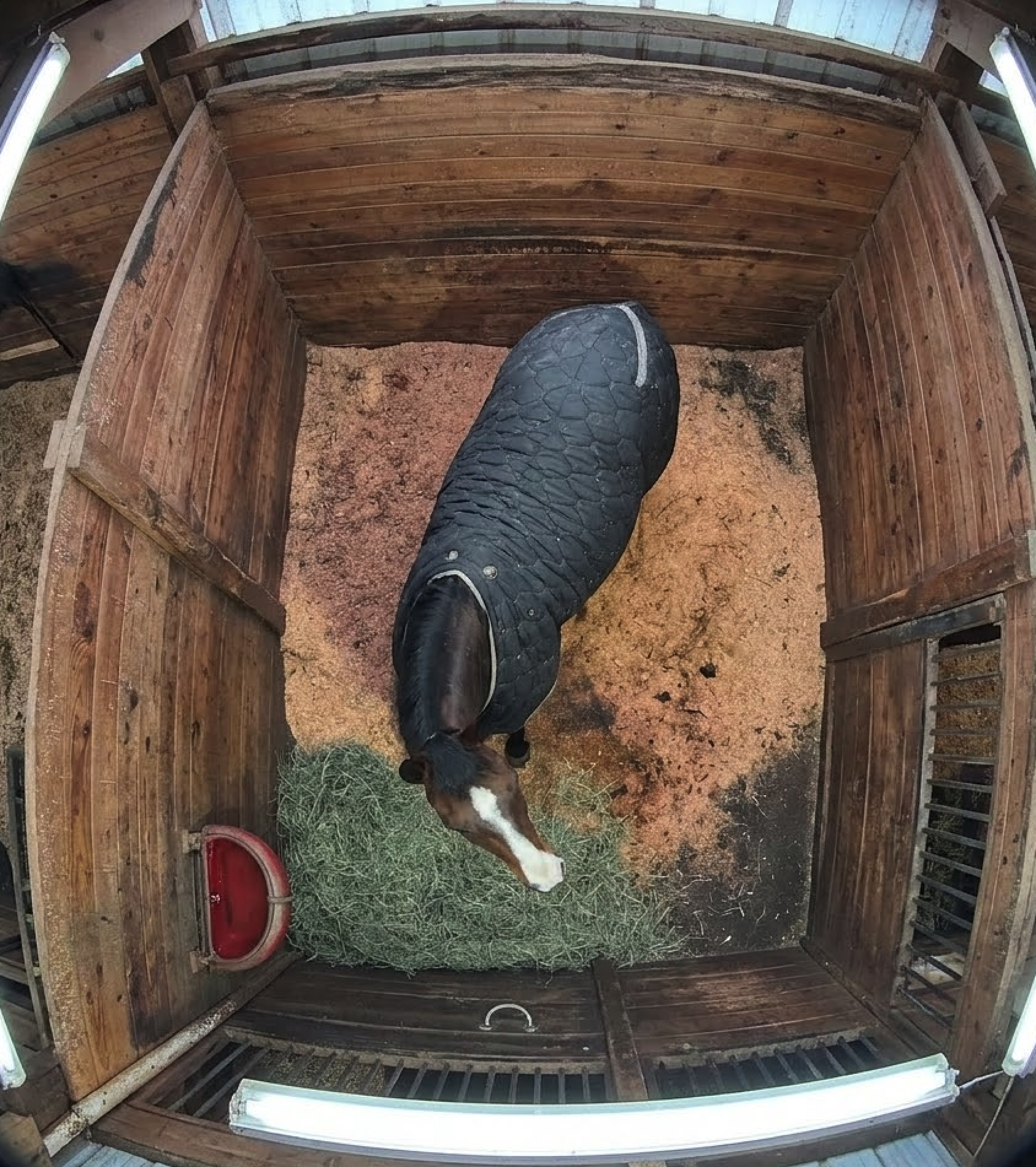 Barn BrAIn camera feed - Chico in stall