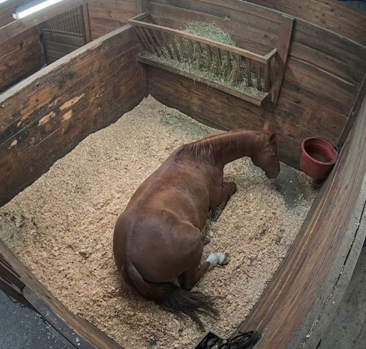 Barn BrAIn camera feed - Roman lying down